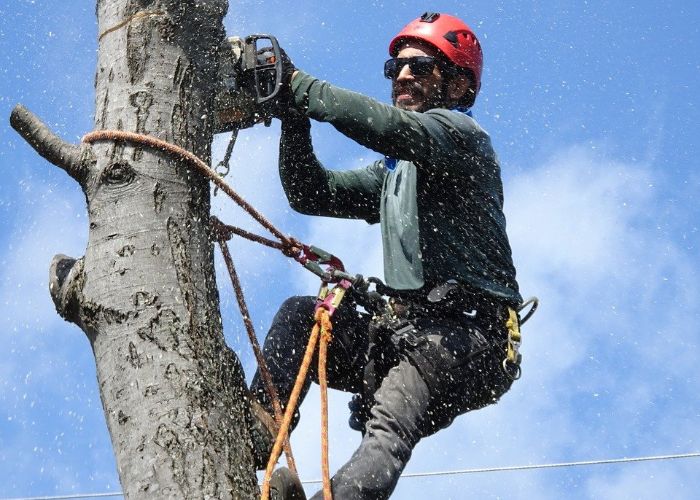 a tree removal contractor in RI