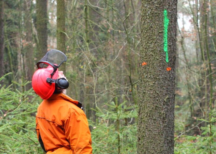 tree removal middletown
